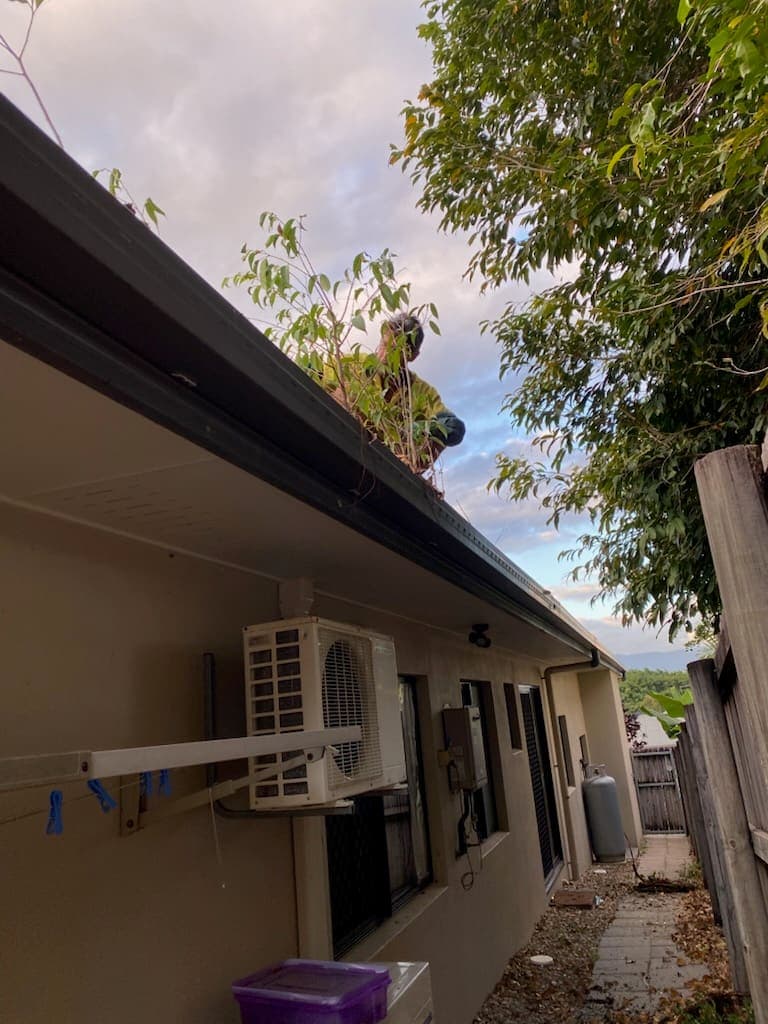 Trisim worker up on a house roof clearing the gutter under an overhanging tree