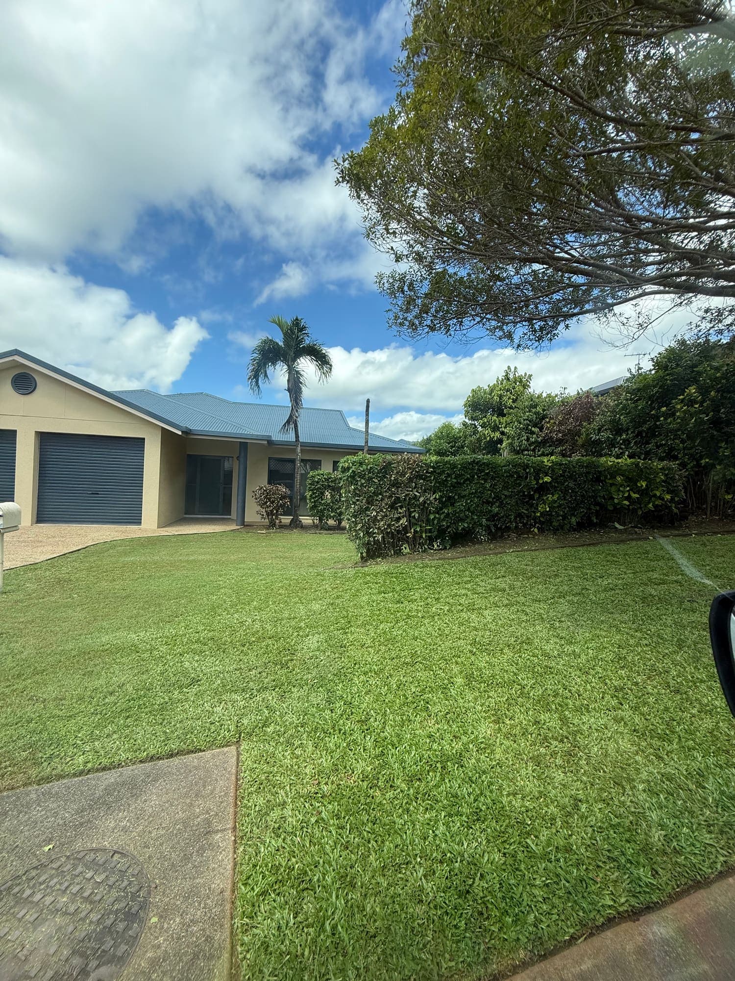 Mown front lawn, trimmed hedge and palm at a Cairns home under blue sky