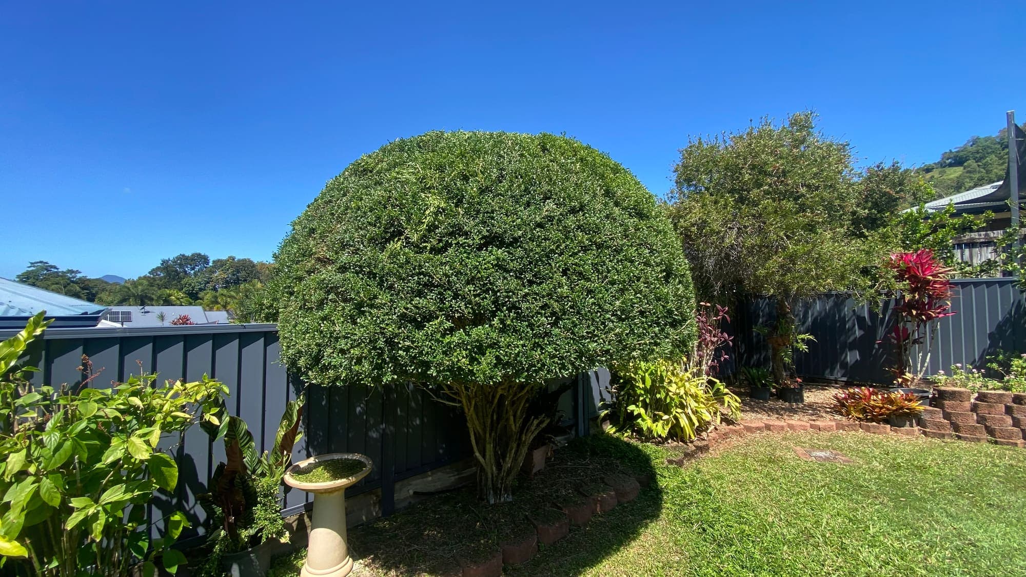 Shaped shrub above a freshly mulched garden bed at a Cairns property