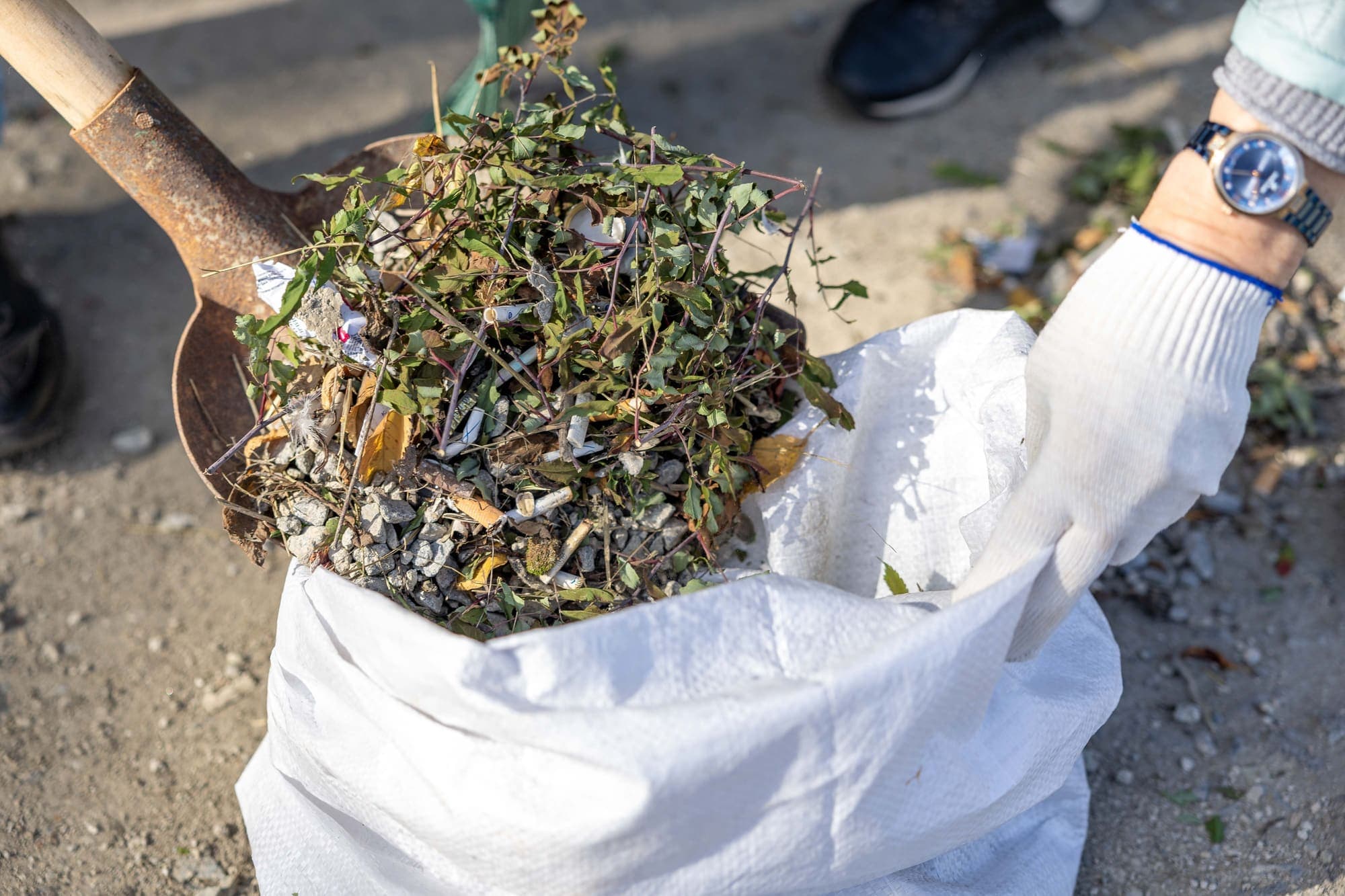 Weeds being dug out and bagged from a garden bed