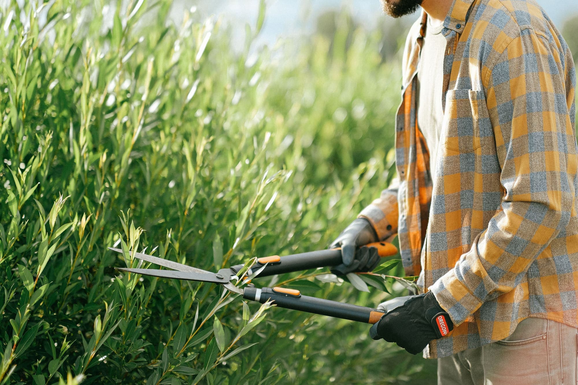 Hedge being trimmed back with shears
