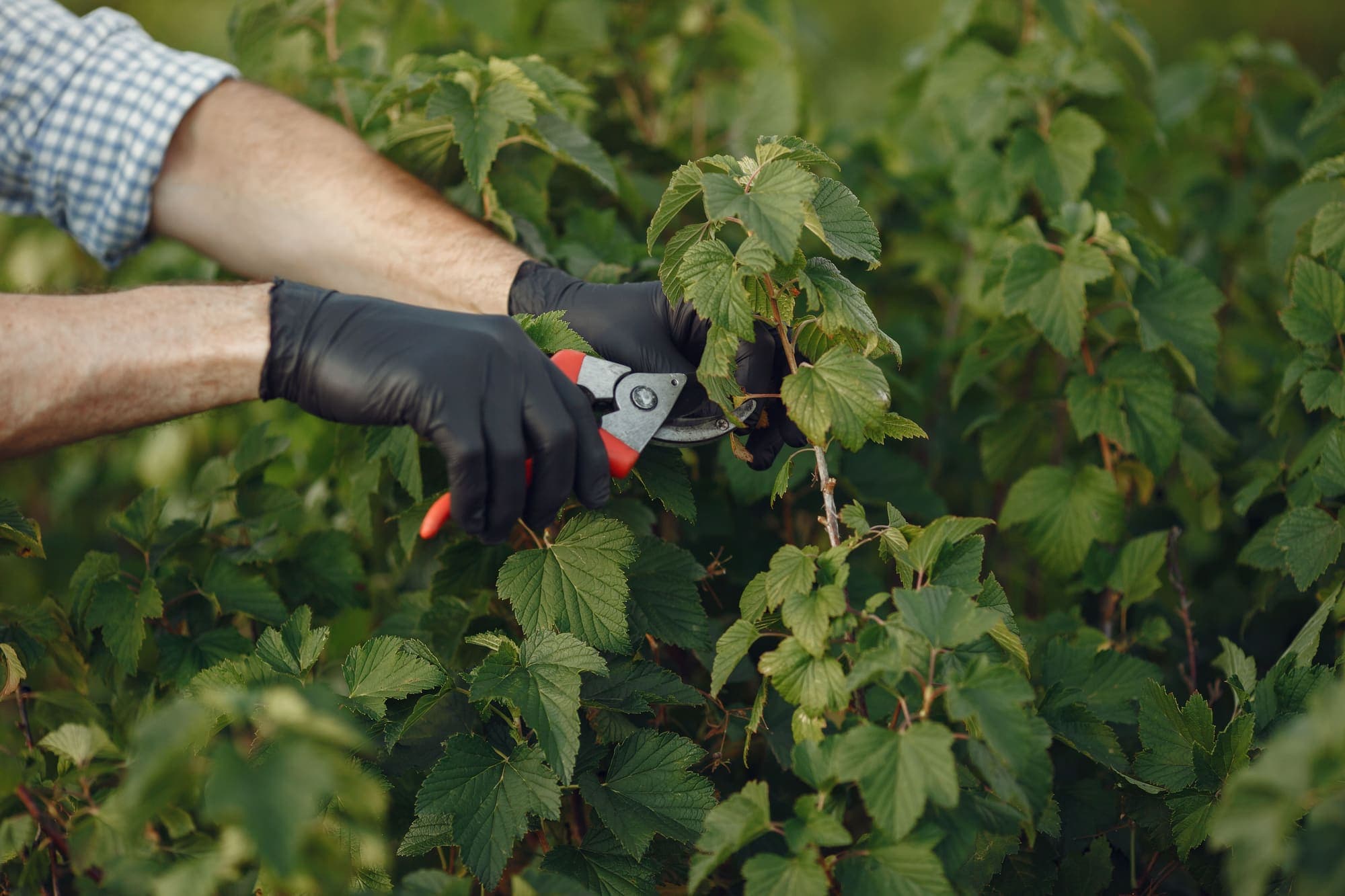 Shrub being cut back with pruning shears