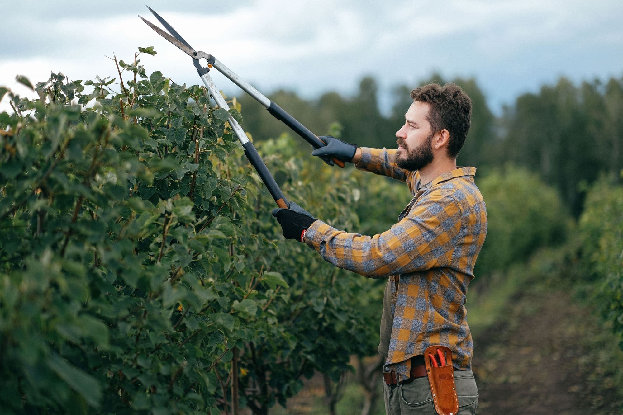 Garden shears trimming an established shrub