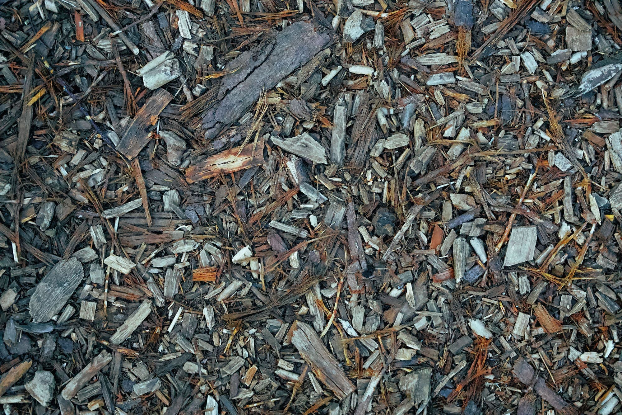 Fresh wood chip mulch spread over garden soil